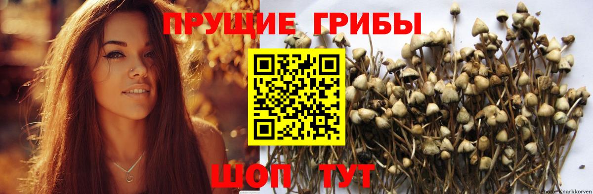 Галлюциногенные грибы Cubensis Щёлково